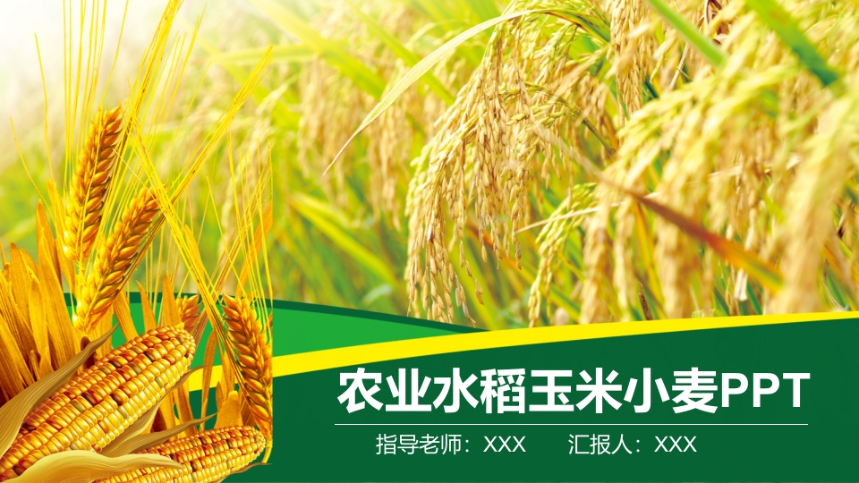 农业水稻玉米小麦PPT